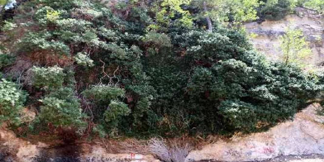 4.000 yıldır zamana direniyor: Türkiye’nin en yaşlı ikinci canlısı koruma altında hayata tutunuyor 2